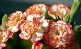 کاهش درد موضعی با «روغن میخک»