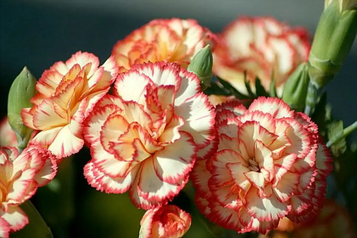 کاهش درد موضعی با «روغن میخک»