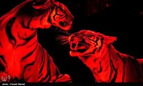 خانه جدید ۷ ببر بنگال سیرک کجاست؟