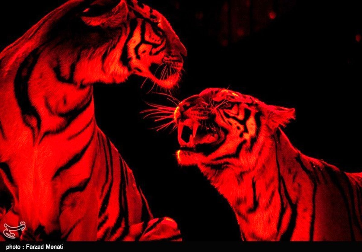 خانه جدید ۷ ببر بنگال سیرک کجاست؟