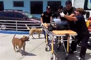 دو سگ وفادار صاحبشان را تا بیمارستان اسکورت کردند + فیلم و عکس
