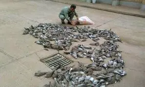 آمار نگران‌کننده کشف سلاح شکاری در گیلان