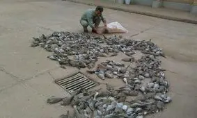 آمار نگران‌کننده کشف سلاح شکاری در گیلان