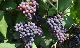 انگور عوارض روماتیسم را بهبود می بخشد