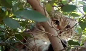 گربه‌ای با دو صورت و سه چشم + عکس