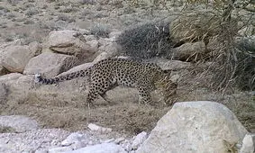 تصویر ۵ قلاده پلنگ ایرانی در منطقه شکار ممنوع آرسک دامغان ثبت شد