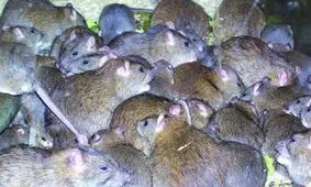 موش‌های آدم خوار در انتظار زلزله زدگان تهرانی!/ بازگشت 70 میلیون موش از زیرزمین، به رو