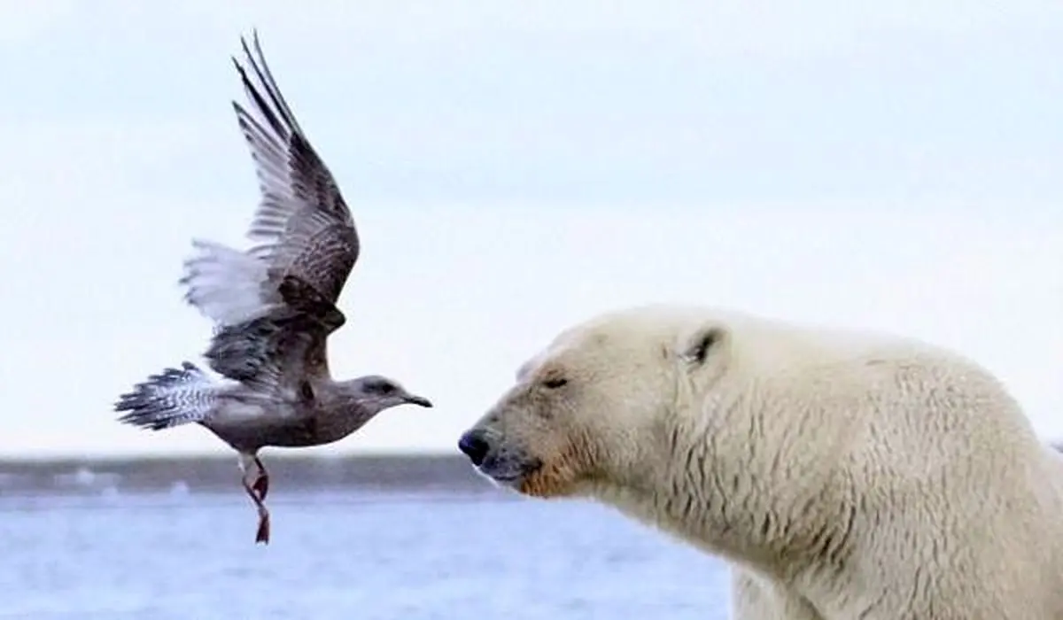 لحظه شگفت انگیز رویارویی دوشکارچی + تصاویر