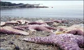 ستاره های دریایی از مرگ نجات پیدا کردند