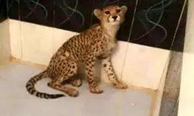 رباینده توله یوزپلنگ آسیایی یک محیط‌بان است