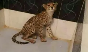 رباینده توله یوزپلنگ آسیایی یک محیط‌بان است