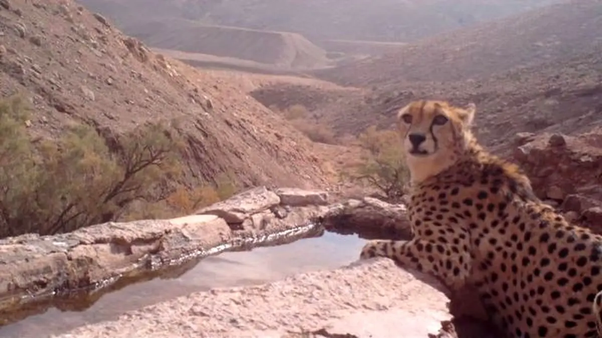 جریمه‌ ۱۰۰ میلیون تومانی در انتظار قاچاقچیان یوز