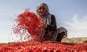 ساماندهی مشاغل خانگی نیازمند همکاری دستگاه‌های اجرایی