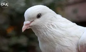  آشوب تتلو در اردوی سلبریتی‌ها