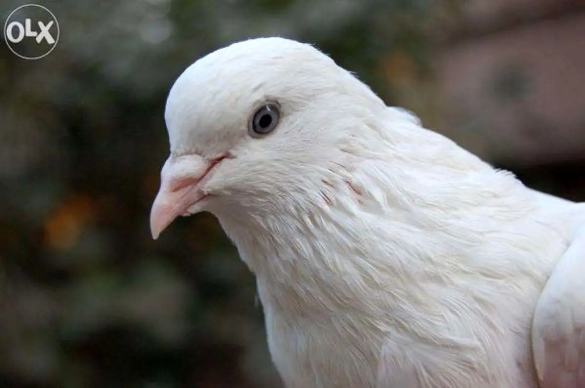  آشوب تتلو در اردوی سلبریتی‌ها