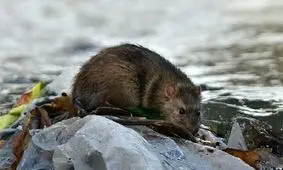 وجود موش‌های آدم‌خوار درتهران حقیقت دارد؟