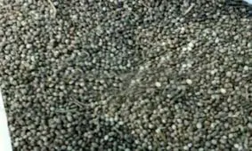 کشف 5 کیلو گرم بذر ماده مخدر گل از سپر کامیون