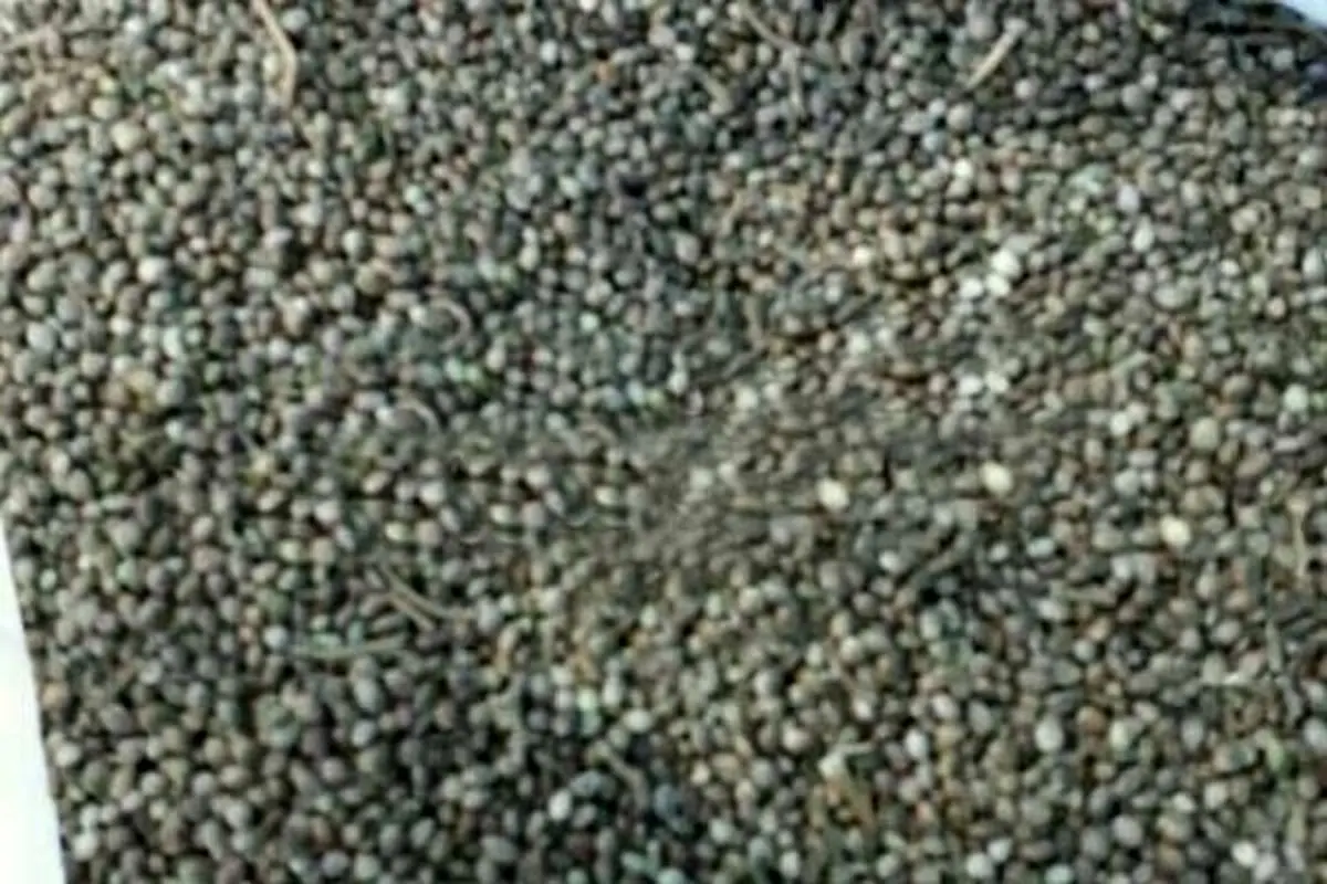 کشف 5 کیلو گرم بذر ماده مخدر گل از سپر کامیون