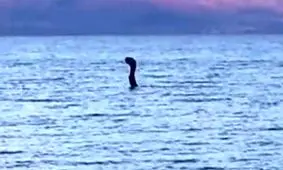 هیولای عجیبِ دریاچه آلبانی در دام دوربین‌های عکاسی