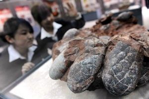 30 فسیل تخم دایناسور کشف شد