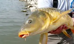 توصیه‌های طب‌سنتی برای انتخاب و طبخ ماهی/ خوردن "ماهی" در شب احتمال سکته را افزایش می‌دهد