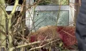 شلیک مرگبار به خرس باغ وحش