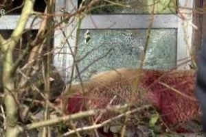 شلیک مرگبار به خرس باغ وحش