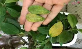 ۶ دلیل زرد شدن برگ گیاهان آپارتمانی