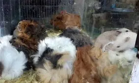 شهرداری قزوین با جانوران موذی ناقل بیماری مبارزه می‌کند