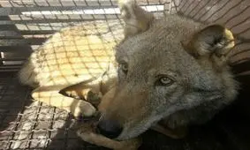 گرگ سمیرم رهاسازی شد