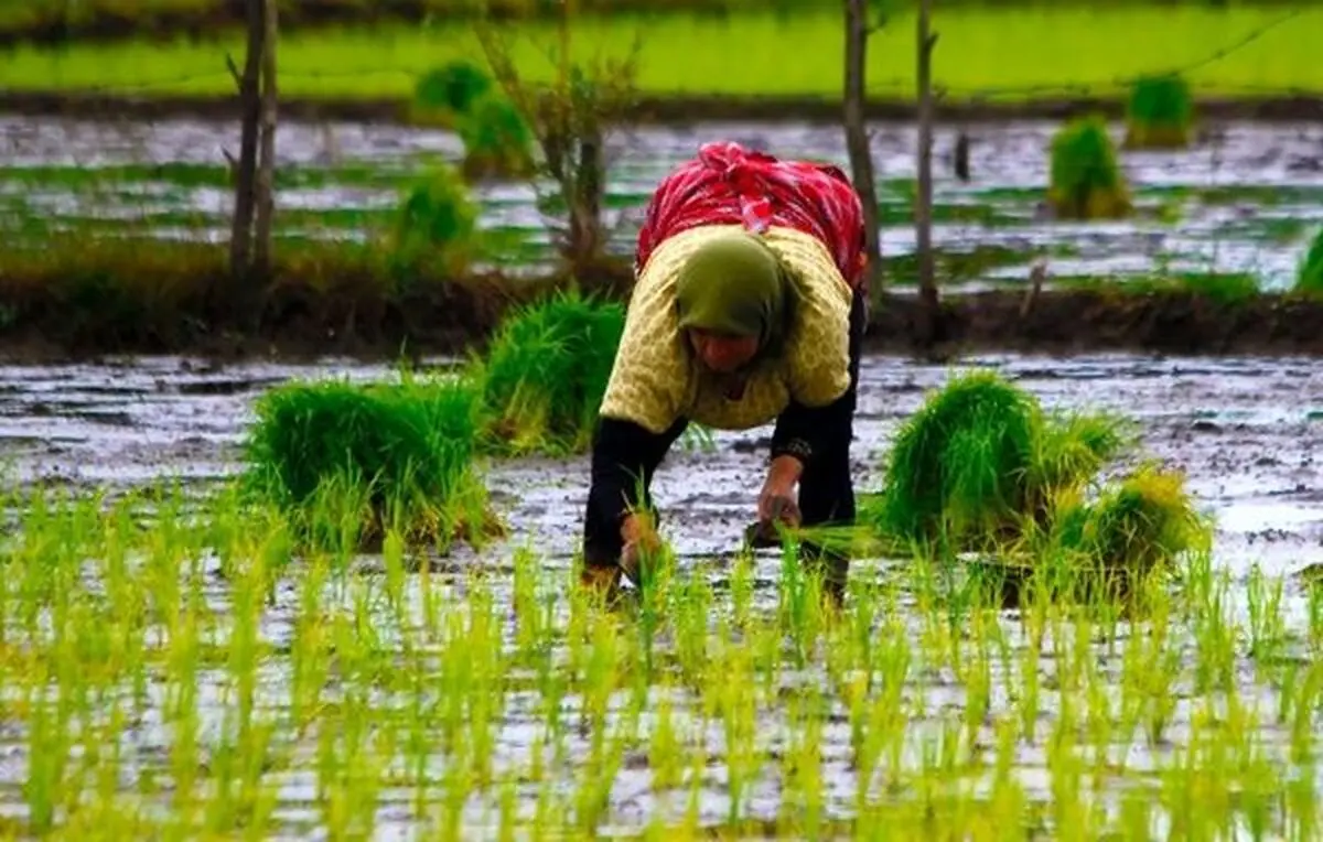 سال کم‌آبی را برای کشت برنج در پیش داریم