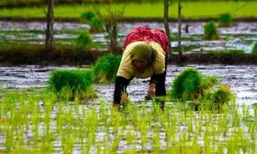سال کم‌آبی را برای کشت برنج در پیش داریم