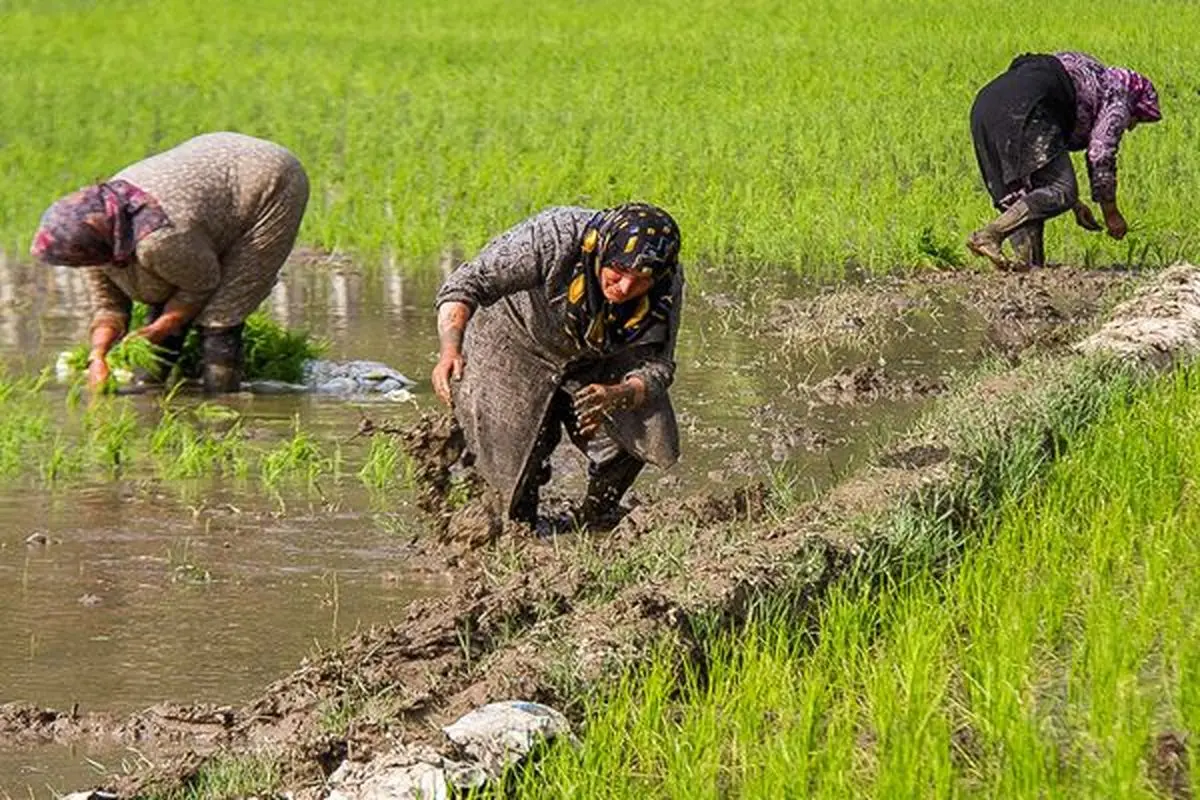آغاز خرید توافقی برنج در گیلان