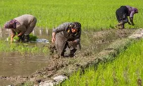 آغاز خرید توافقی برنج در گیلان