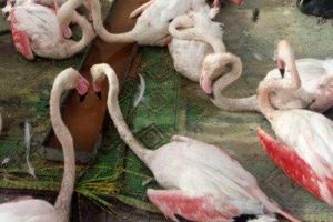 بازار پرندگان حفاظت شده و نادر در عراق