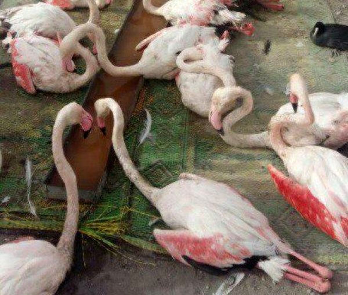 بازار پرندگان حفاظت شده و نادر در عراق