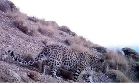 پلنگ ایرانی هنگام شکار، شکار عکاس‌ها شد