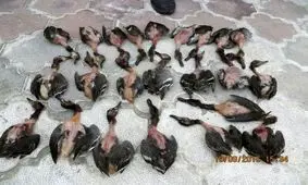 ممنوعیت شکار پرندگان وحشی در گیلان ادامه دارد