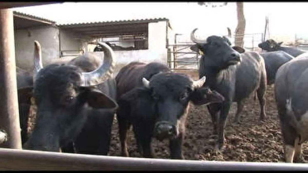 تحولی نو در صنعت دامداری اصفهان/ گاومیش ها دوباره یادآوری می شوند