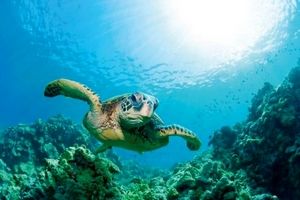 تغییرات اقلیمی جنسیت لاک‌پشت‌های دریایی را تغییر داده است