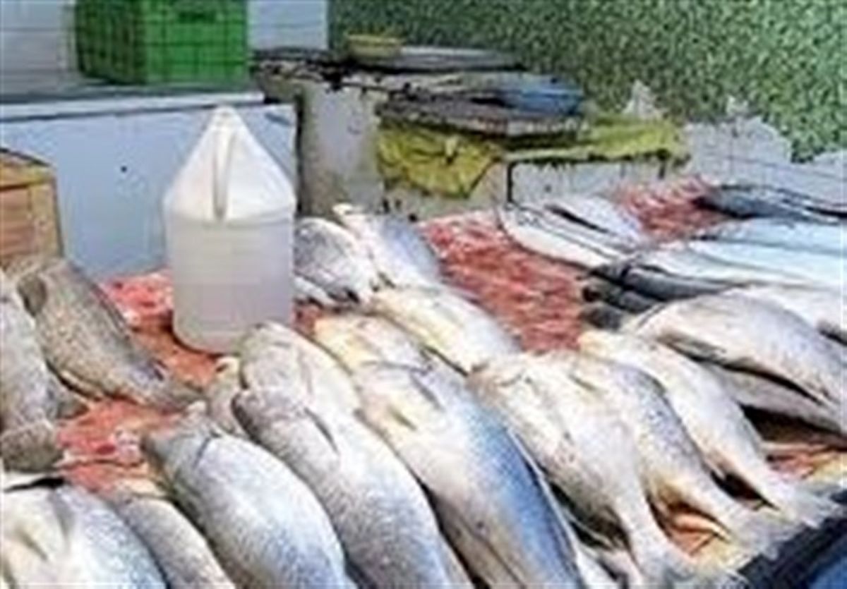کشف ۷ تن و ۵۰۰ کیلوگرم ماهی قاچاق در آققلا