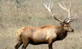 گوشت گوزن برای لاکچری‌ها/ هرکیلو گوشت گوزن،چند؟