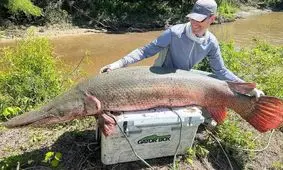 شکار یک «ماهی تمساحی» که می‌تواند دو رکورد جهانی را بشکند