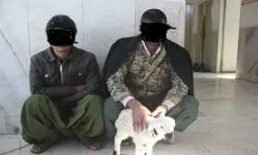 جاسازی 15 کیلو تریاک در معده 3 گوسفند