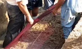 افزایش تولید در واحدهای موجود اولویت‌ شیلات استان مرکزی است