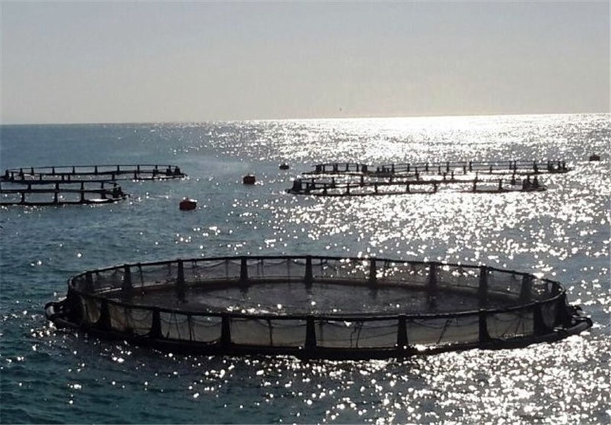 کمیته تخصصی پروژه ماهی در قفس در بوشهر راه‌اندازی شد