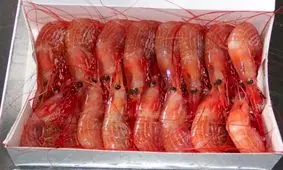 صادرات 12 هزار دلار میگو از آستارا به روسیه