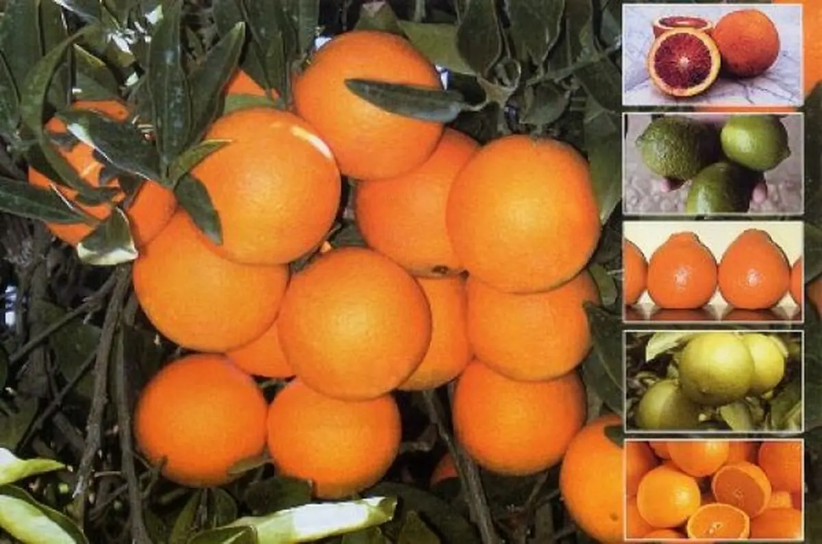 برداشت۱۴۰هزارتُنی مرکبات/گیلان پنجمین تولیدکننده مرکبات درکشوراست