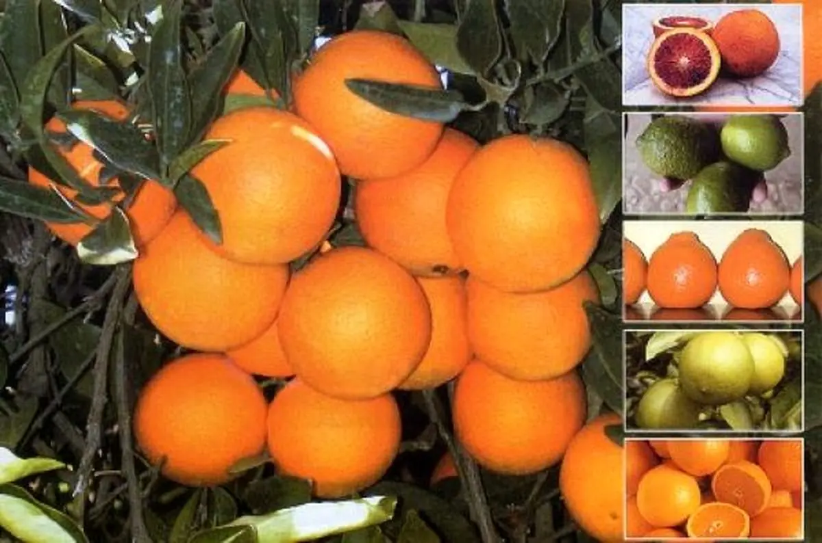 برداشت۱۴۰هزارتُنی مرکبات/گیلان پنجمین تولیدکننده مرکبات درکشوراست