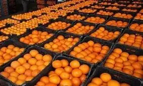 عرضه مستقیم مرکبات مازندران برای بازار شب عید